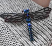 Emperor Dragonfly worn as brooch