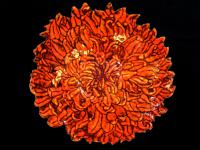 "The Last Chrysanthemum"
