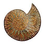 Ammonite Fossil brooch