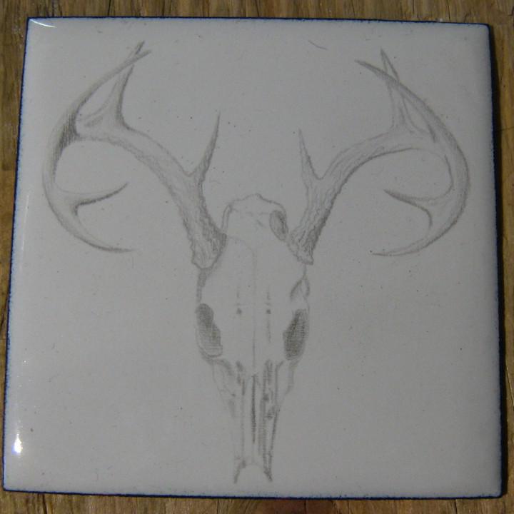 Stag skull